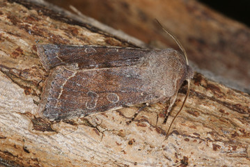 Orthosia incerta (HUFNAGEL, 1766) 19.03.2010 Opladen (Leverkusen)SONY DSC