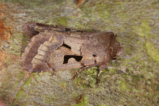 Orthosia gothica (LINNAEUS, 1758) Gothica-Kätzcheneule 19.03.2010 Opladen (Leverkusen)SONY DSC