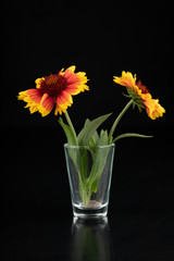 Gaillardia pulchella on a dark table in a glass vase. Beautiful flowers cut from the home garden.
