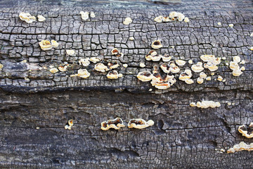 Tree mushrooms on a dry log background texture