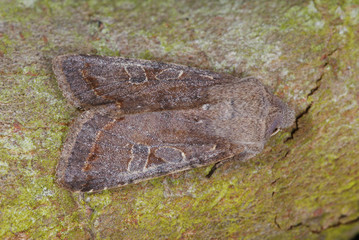 Orthosia incerta (HUFNAGEL, 1766) Variable Kätzcheneule 20.03.2010 Opladen (Leverkusen)SONY DSC