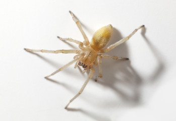 Spider top view