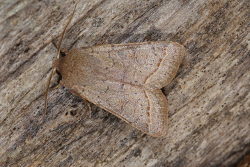 Orthosia cerasi (FABRICIUS, 1775) Rundflügel-Kätzcheneule 20.03.2010 Opladen (Leverkusen)SONY DSC