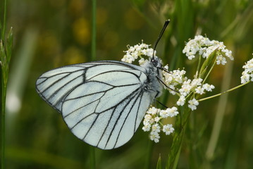 Aporia crataegi (LINNAEUS, 1758) Baumweißling 14.06.2010 bei Nonnenbach (Blankenheim, Eifel)