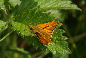Ochlodes sylvanus (ESPER, 1777) Rostfarbiger Dickkopffalter 14.06.2010 bei Thuir (Nideggen, Eifel)SONY DSC