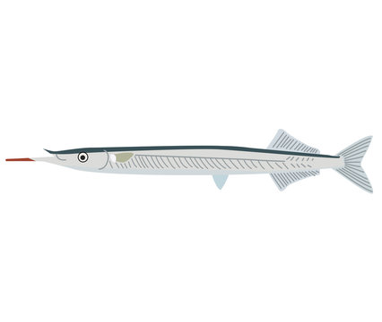 102 Best 細魚 Images Stock Photos Vectors Adobe Stock 102 Best 細魚 Images Stock Photos Vectors Adobe Stock