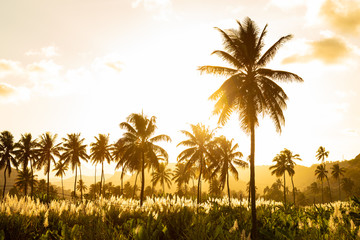 Sunset on coconut and sugar canne plantation near Achada Fazenda in Santiago Island  in Cape Verde - Cabo Verde
