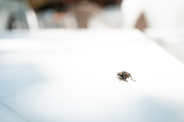 テーブルの上に止まる蠅