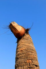 coconut tree trunks in the blue sky