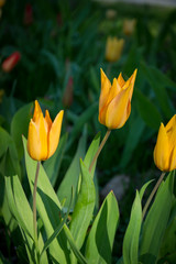 Naklejka premium Tulpe gelb