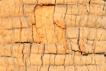 Coconut tree bark