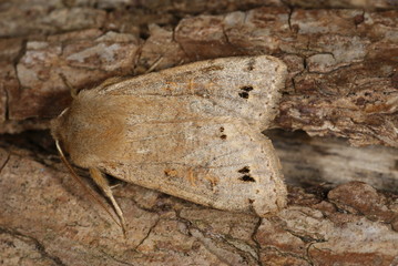 Orthosia munda (DENIS & SCHIFFERMÜLLER, 1775) Zweifleck-Kätzcheneule 07.04.2010 Opladen (Leverkusen)