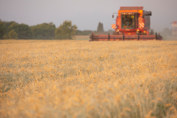 Obraz premium Harvesting wheat. Harvester in the field.