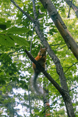 Squirrel in the wild gnaws nuts