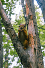 Squirrel in the wild gnaws nuts