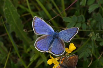 Polyommatus semiargus (ROTTEMBURG, 1775) Rotklee-Bläuling, Männchen 14.06.2010 bei Nonnenbach (Blankenheim, Eifel)SONY DSC
