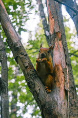 Squirrel in the wild gnaws nuts