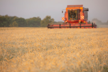 Harvesting wheat. Harvester in the field.