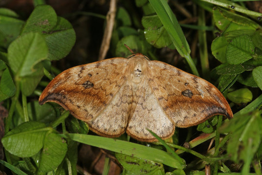 Drepana falcataria (LINNAEUS, 1758) Heller Sichelfl&uuml;gler 22.05.2010 Grube 10 (Haan-Gruiten)SONY DSC