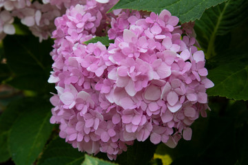 Close up beautiful Purple hydrangea flowers with nature background.