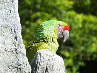 Perroquet