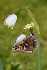 Saturnia pavonia (LINNAEUS, 1758) Kleines Nachtpfauenauge , Männchen 24.04.2010 Opladen (Leverkusen)SONY DSC