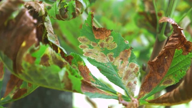 Brown Disease on Tree Leaf. Dark spots on foliage, unhealthy leaves spot