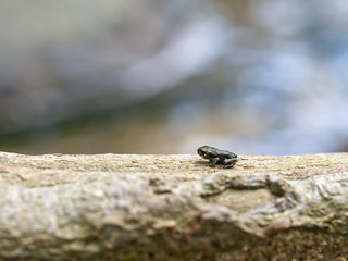 Tiny baby toad on edge of pond. Just metamorphosed.