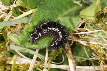 Euphydryas aurinia (ROTTEMBURG, 1775) Goldener Scheckenfalter, Raupe 24.05.2010 Fuchskaute (Westerwald)SONY DSC