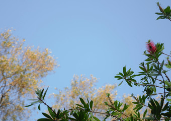 Natural background, picture frame from realistic trees and flowers found outdoors. Copy space. Place for text