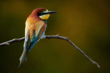 Close-up of one European bee-eater (Merops apiaster) colorful bird on a small twig in nature