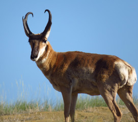 deer in mountains