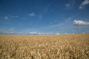 field of golden wheat and blue sky