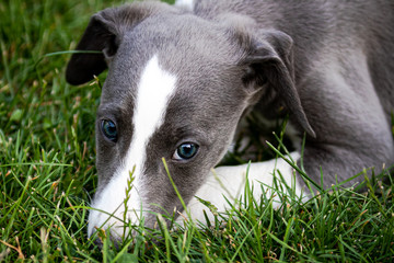 Greyhound puppy