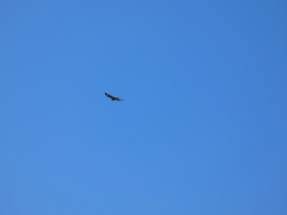 Aquila del Bonelli (Aquila fasciata)