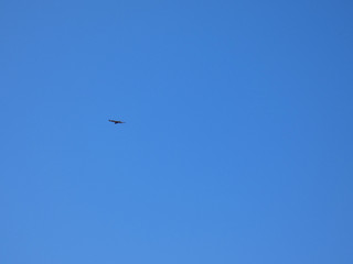 Aquila del Bonelli (Aquila fasciata)