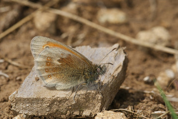 Coenonympha pamphilus (LINNAEUS, 1758) Kleines Wiesenvögelchen 24.05.2010 Fuchskaute (Westerwald)SONY DSC