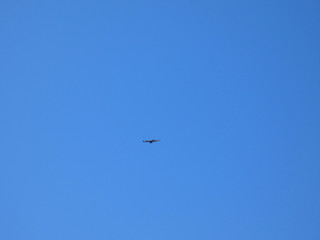 Aquila del Bonelli (Aquila fasciata)