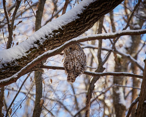 Ural owl