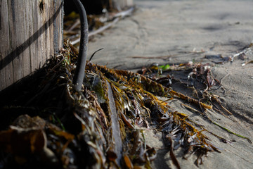Seaweed trapped around wooden stick on ocean shore