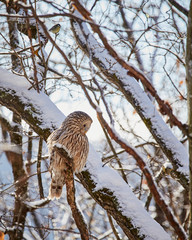 Ural owl