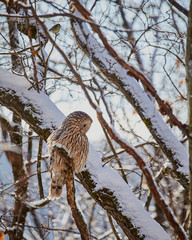 Ural owl
