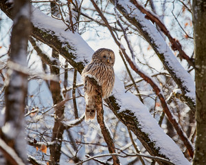 Ural owl