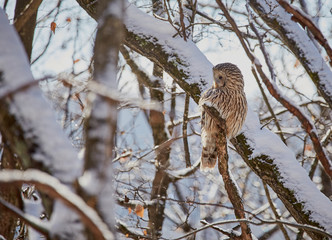 Ural owl