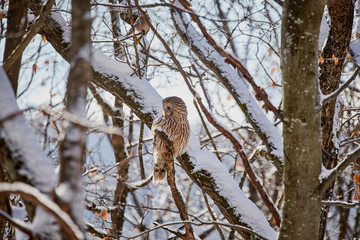 Ural owl