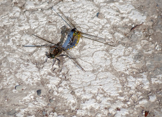 Two Black-tailed skimmers, Orthetrum cancellatum, mating in the sun.