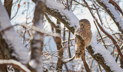 Ural owl