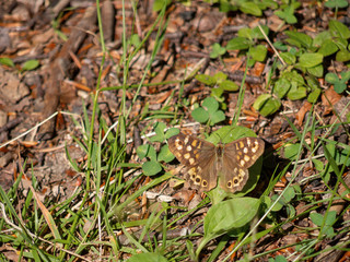 Speckled wood butterfly in habitat. Pararge aegeria.