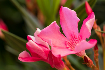 Fototapeta na wymiar Blossom plant nature outdoor colorful botanic garden