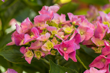 Blossom plant nature outdoor colorful botanic garden